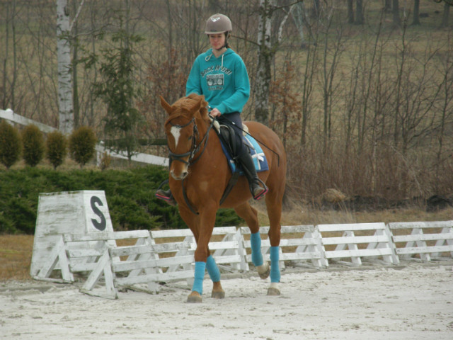 Dressage