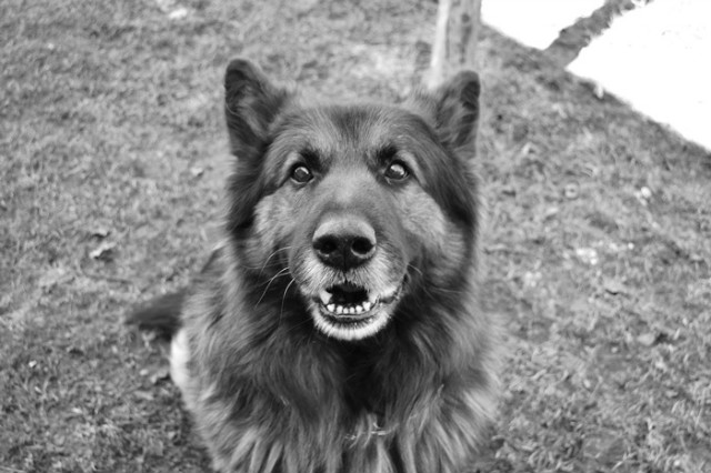 Wpis shepherddogs