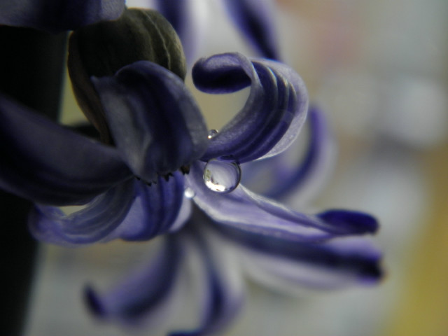 droplet