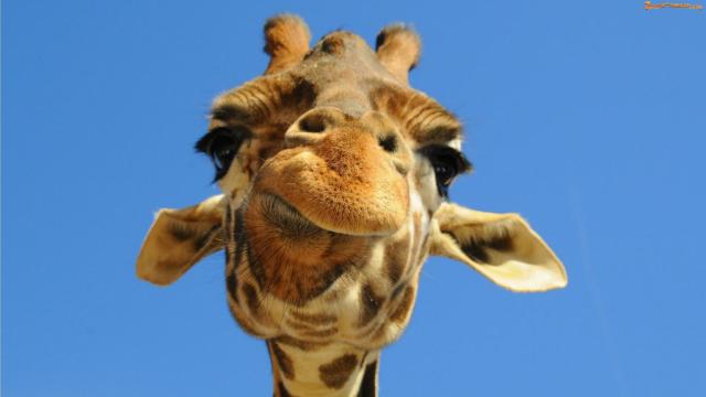 Animal planet ? ;o