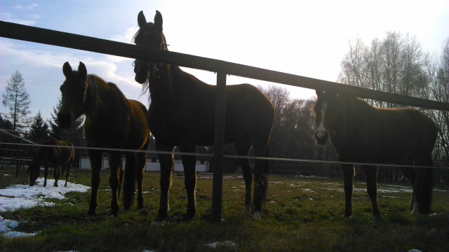 Horsy