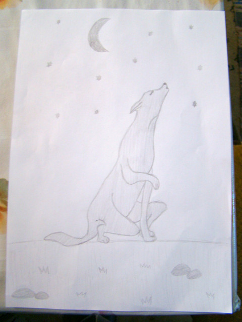 Wilk :p