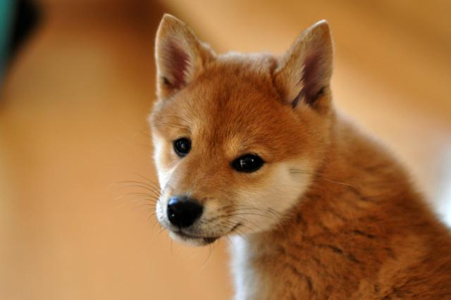 Shiba inu