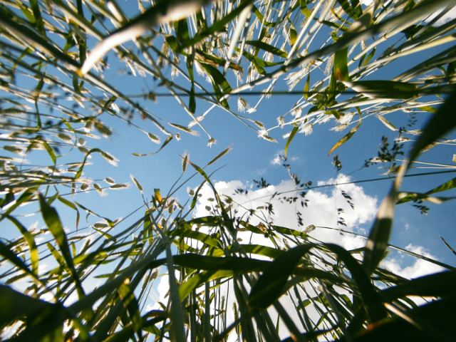 in the rye.