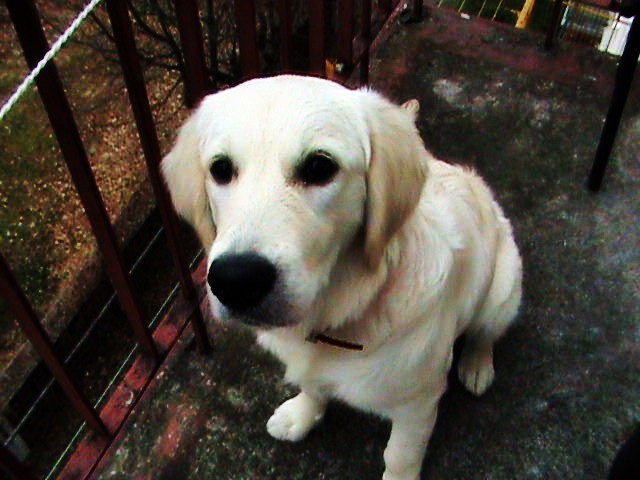 Lunka 