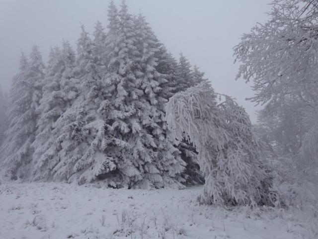 Kaniajca si sosna