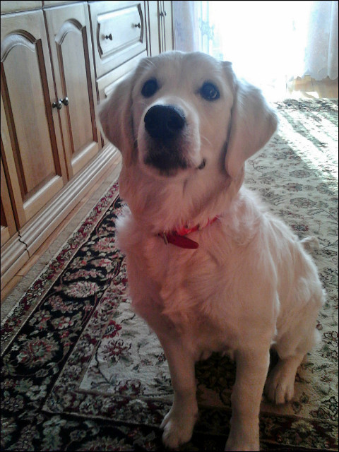 Wpis golden1luna