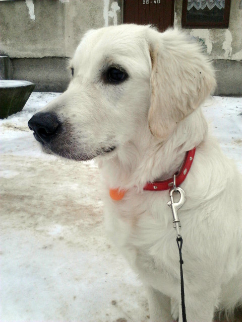 Wpis golden1luna