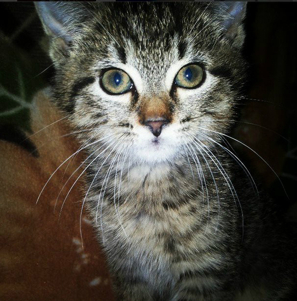 Wild cat.