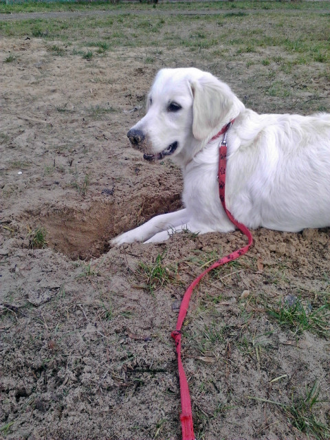 Wpis golden1luna