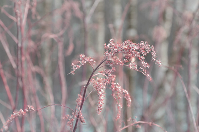 winter flowers?