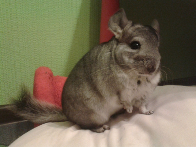Zoomaniacy !