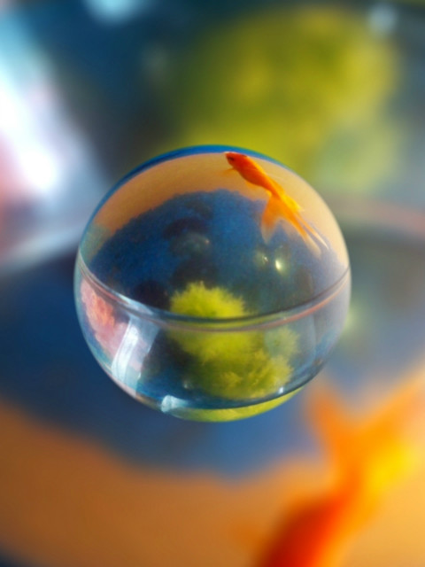 gold fish 