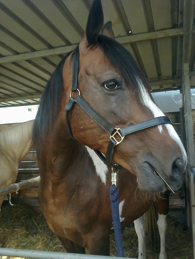 Flicka 