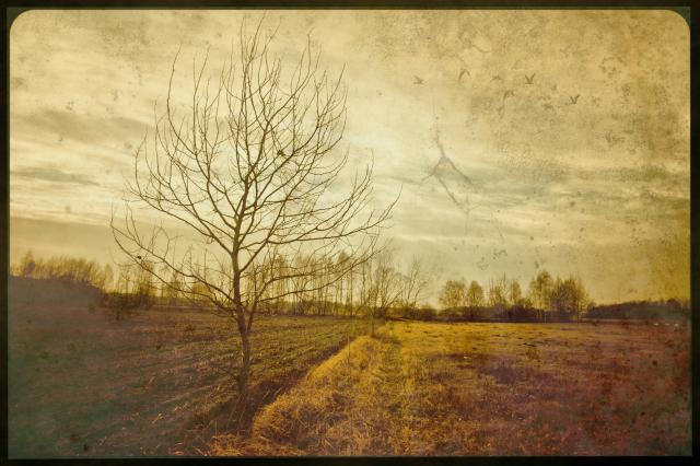 Wydech