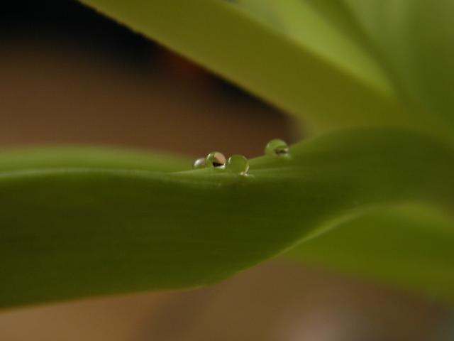 #drop.
