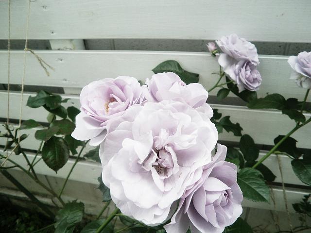 flowers, not misadventure