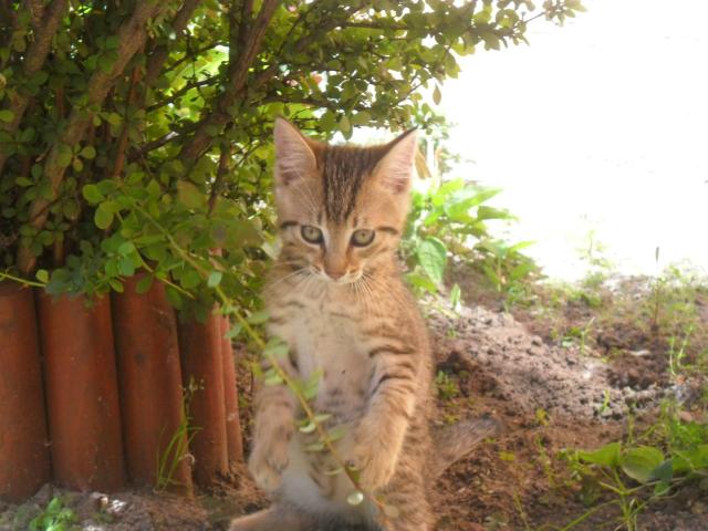 Brutus