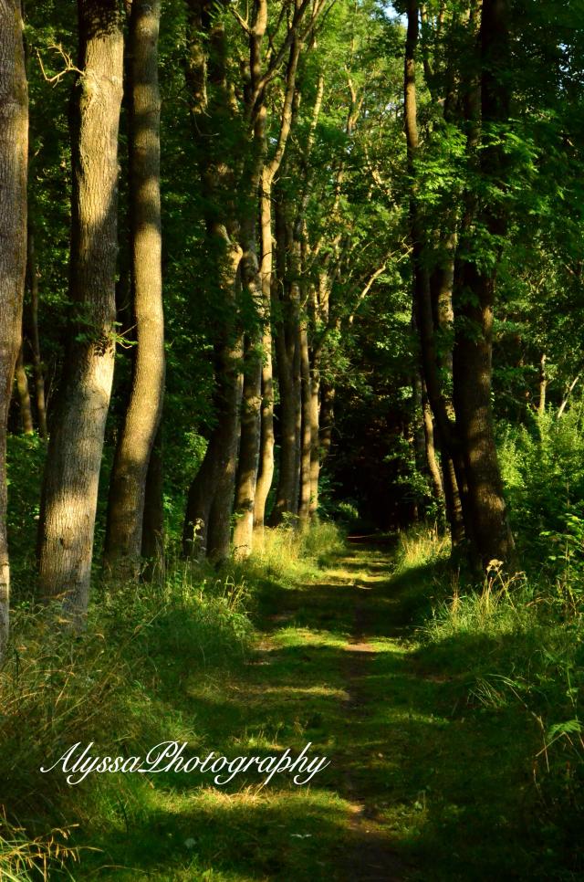 The Way..