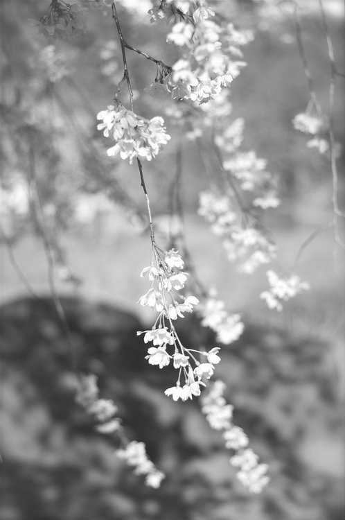 Wpis naturellement1