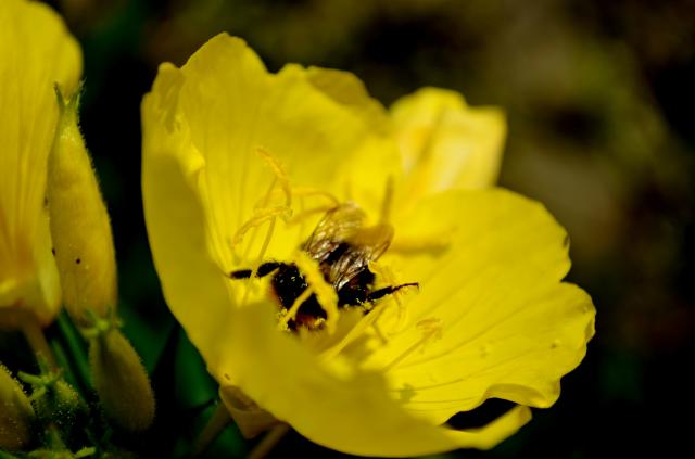 bzzzzzz.