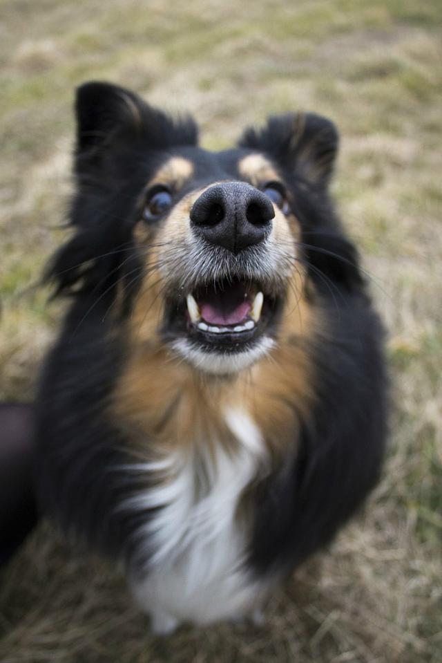 Wpis dogsmylove