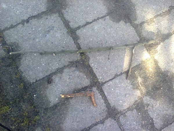 pogoda dla mistrzw 