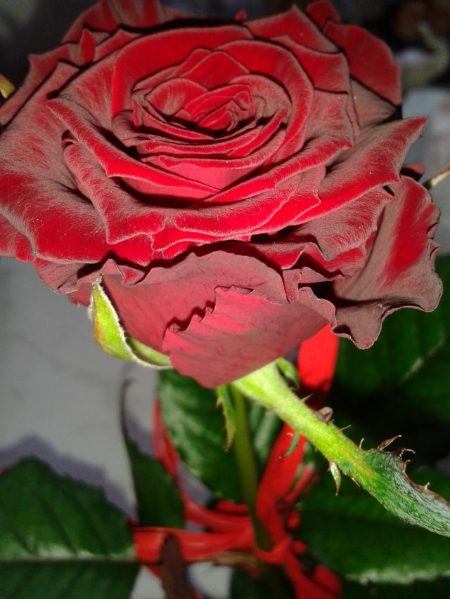 rose for me 