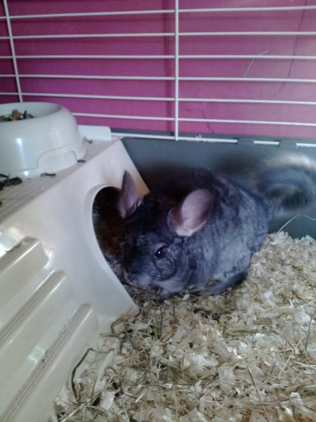 OTO MJ PUPILEK