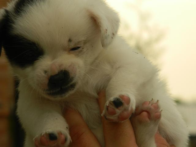 Mj piesek :*