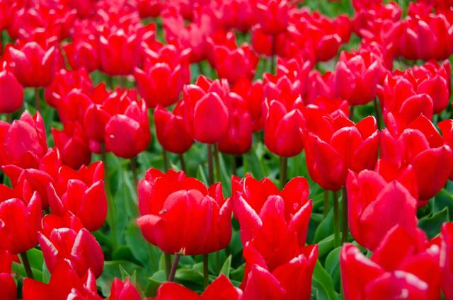 Tulipany 