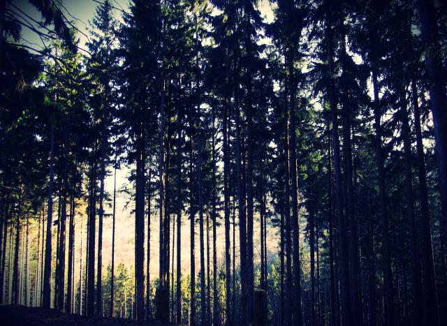 forrest