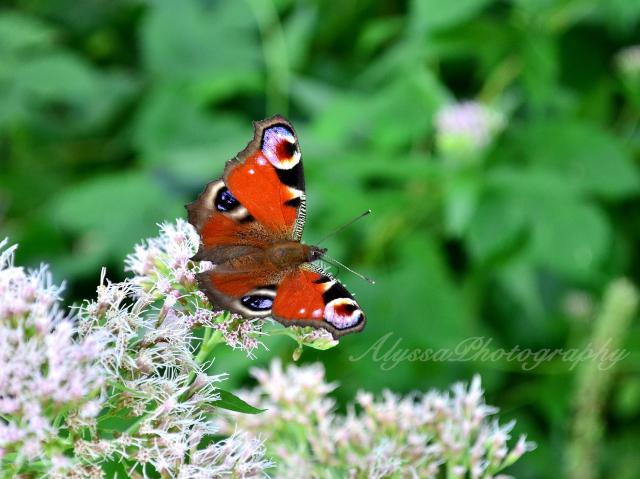 Just butterfly 