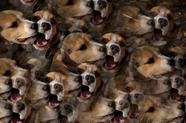 Wariacje na temat beagle