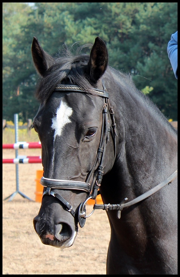 Wpis horses6