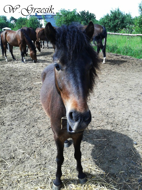 Apollo :D