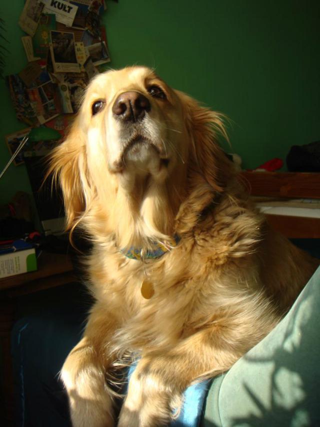 Lilu
