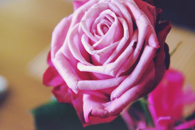 pink rose