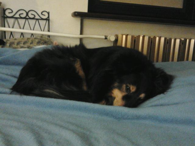 Wpis dogsmylove