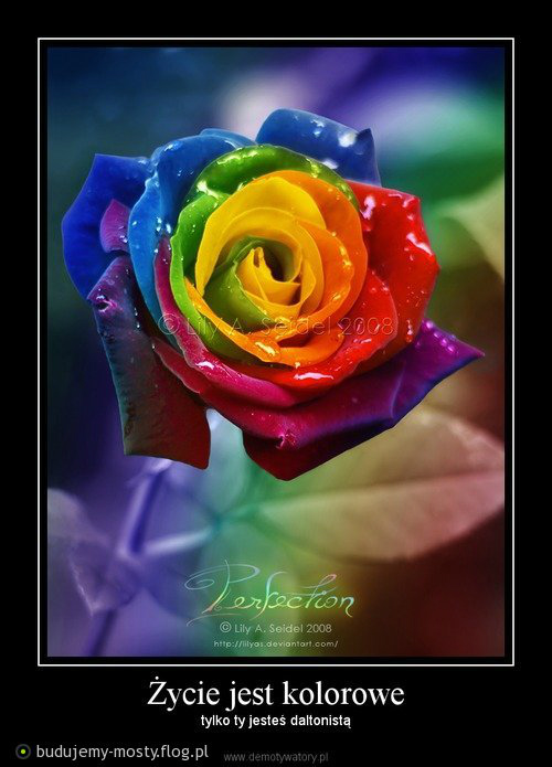 #55?/Jagoda