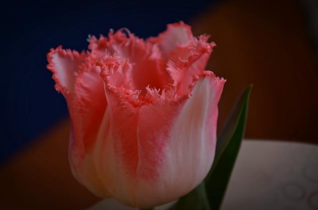 Wpis phototechnique