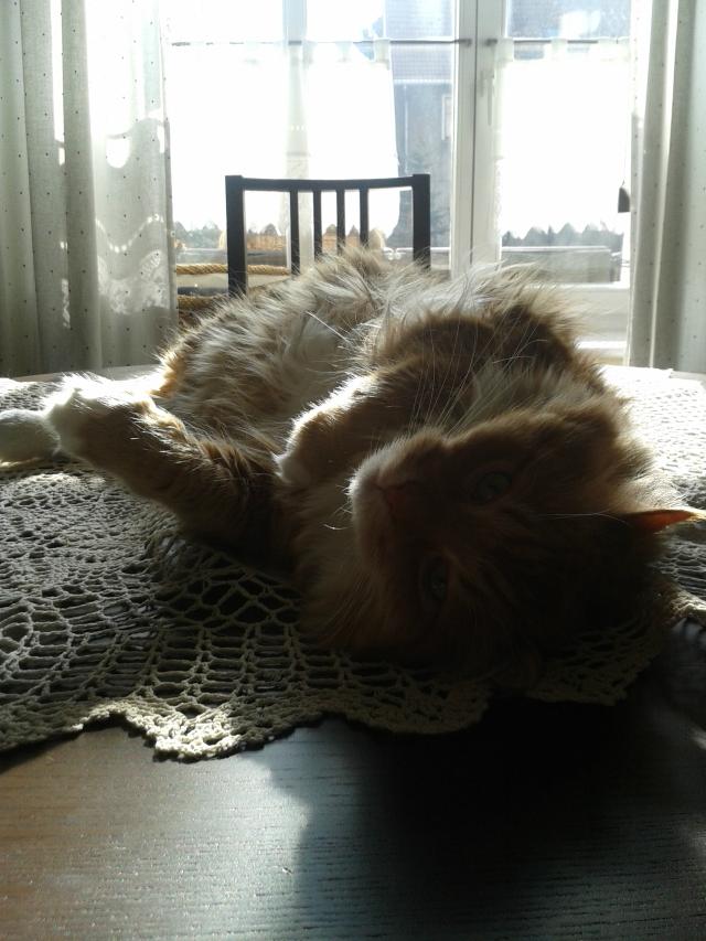 I am a kitty cat!