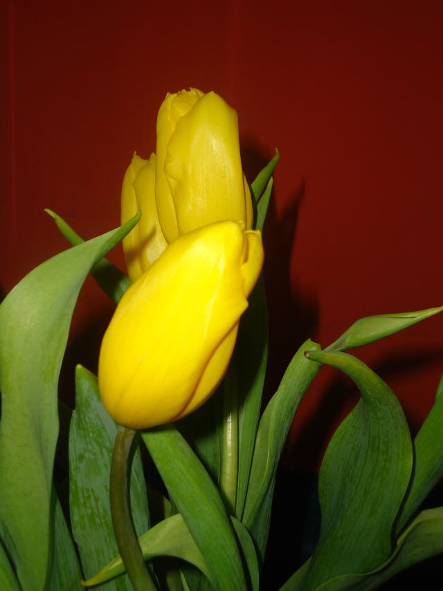 Wpis phototruskawka