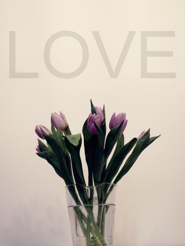 Tulipan[L]ove.