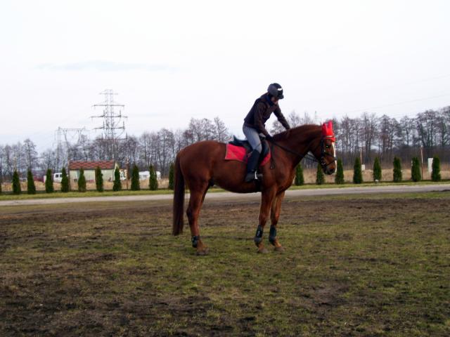 Jawor