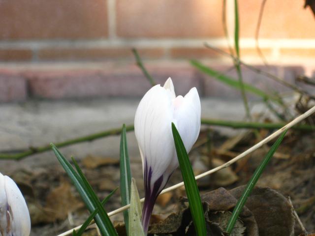 Krokus
