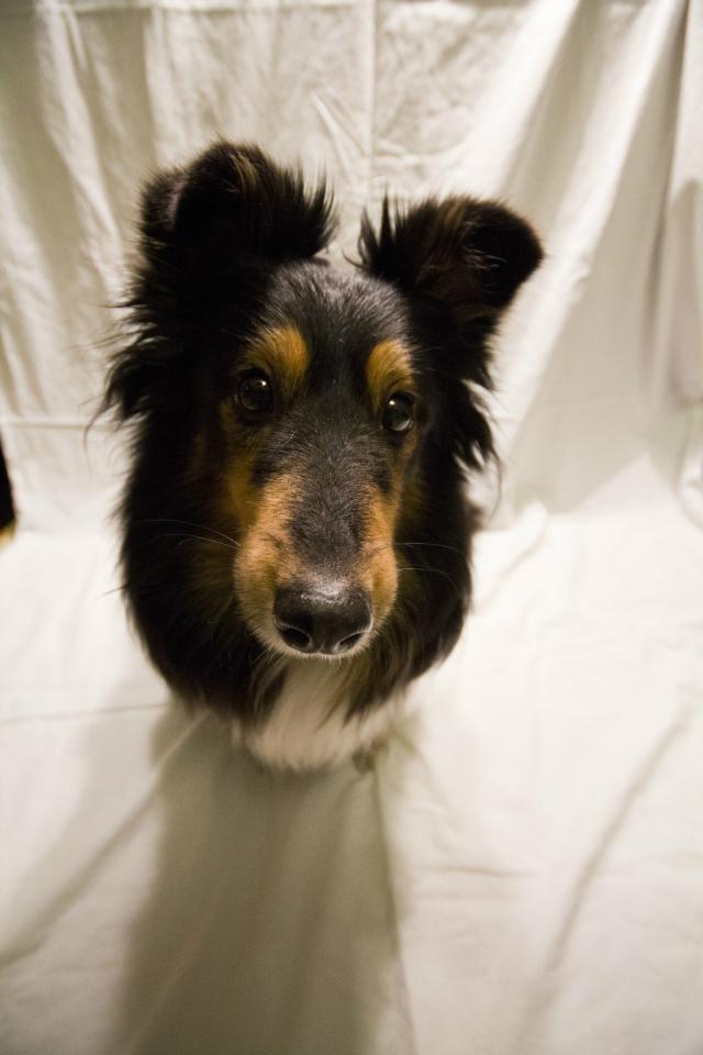 Wpis dogsmylove
