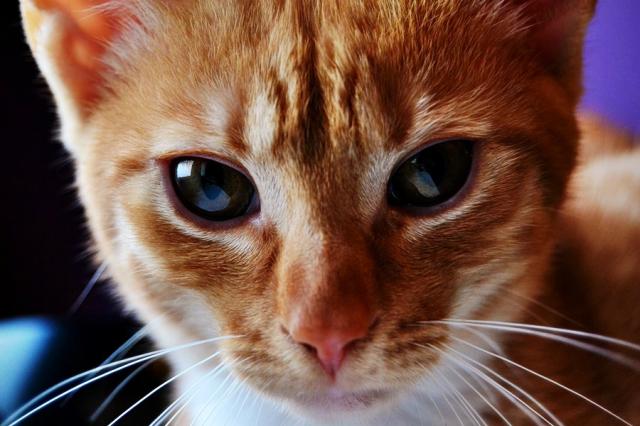 CATS