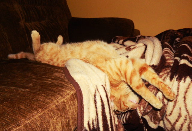 Kitek :)