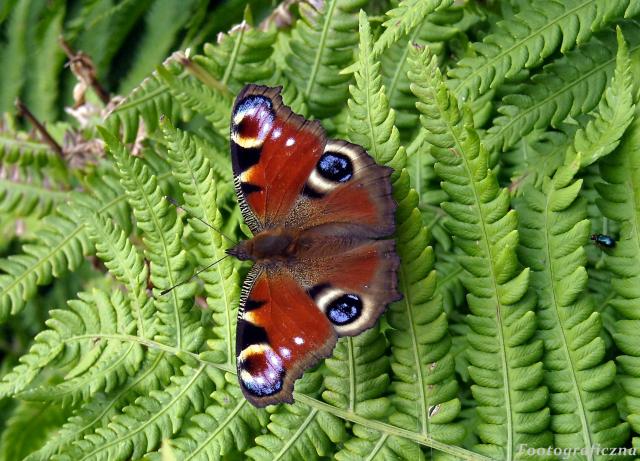 Motyl